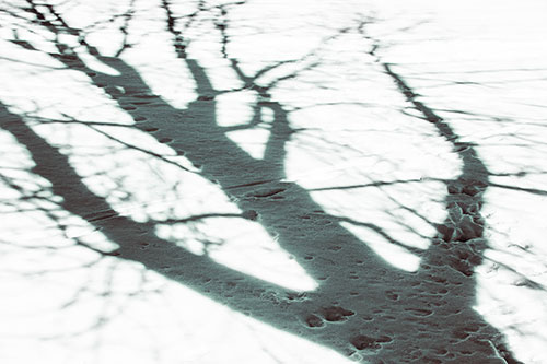 Large Jagged Tree Shadow Across Snow (Green Tint Photo)