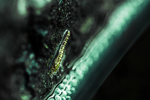 Larva Slithering Along Wet Shore Rock (Green Tint)