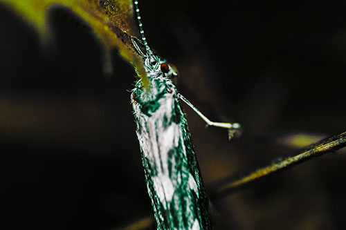 Leaf Blotch Miner Moth Grasping Petal (Green Tint Photo)