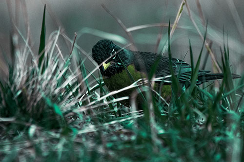 Leaning American Robin Spots Intruder Among Grass (Green Tint Photo)