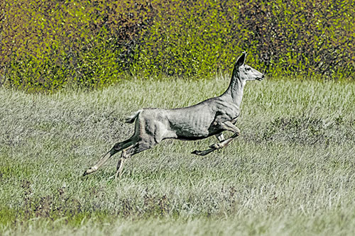 Leaping Mule Deer Running Across Grassland (Green Tint)