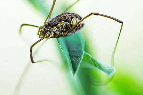 Leg Dangling Harvestmen Spider Sits Atop Leaf Petal (Green Tint Photo)