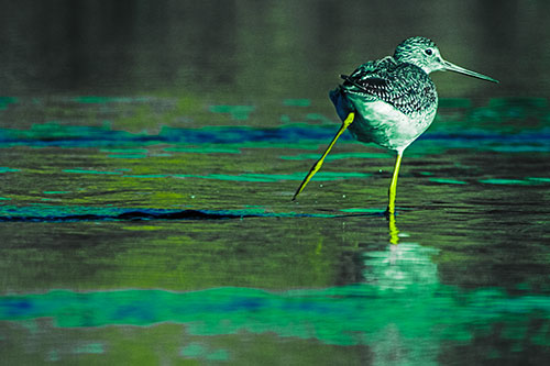 Leg Kicking Greater Yellowlegs Splashing Droplets (Green Tint Photo)