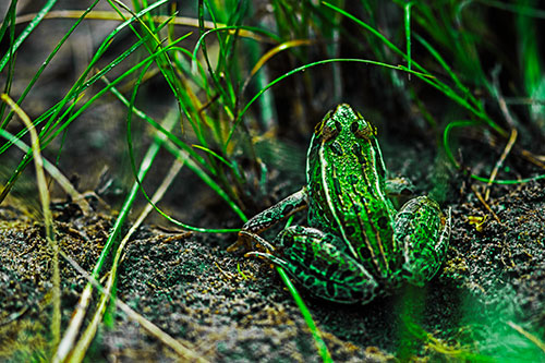 Leopard Frog Sitting Among Twisting Grass (Green Tint Photo)