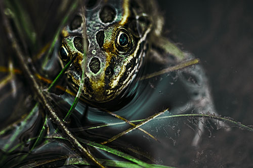 Leopard Frog Stares Among Shoreline Water (Green Tint)