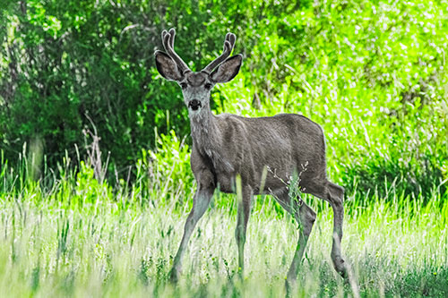 Lone Mule Deer Roaming Among Grass (Green Tint)