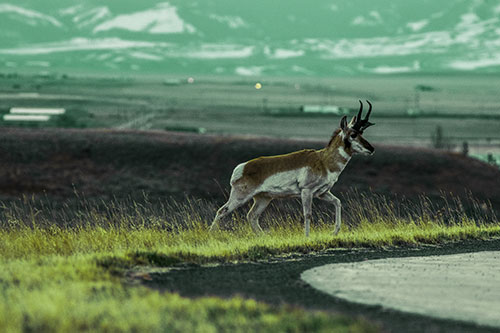 Lone Pronghorn Wanders Up Grassy Hillside (Green Tint Photo)