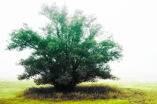 Lone Tree Standing Among Fog (Green Tint)