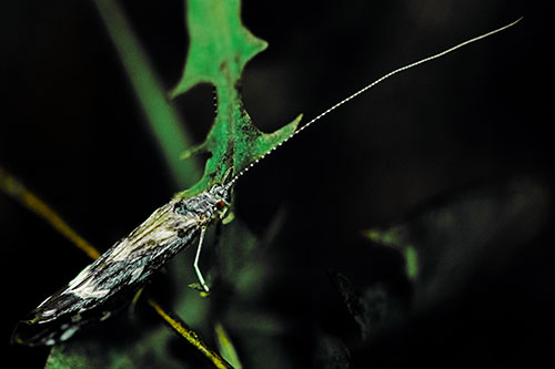Long Antenna Leaf Blotch Miner Moth Sitting Atop Plant (Green Tint Photo)