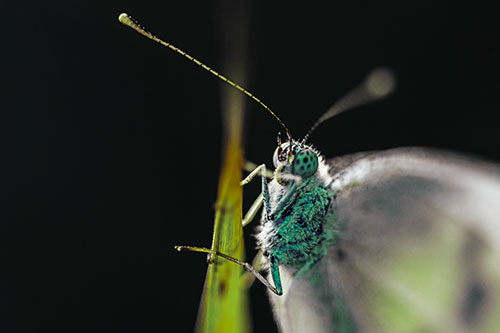 Long Antenna Wood White Butterfly Grasping Grass Blade (Green Tint Photo)
