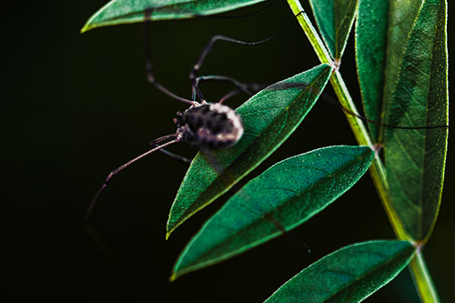 Long Legged Harvestmen Spider Clinging Onto Leaf Petal (Green Tint Photo)