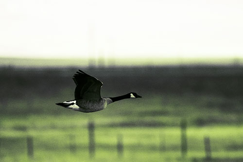 Low Flying Canadian Goose (Green Tint Photo)