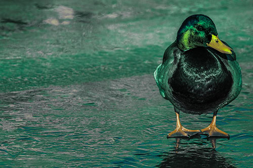 Mallard Duck Enjoying Sunshine Among Icy River Water (Green Tint Photo)