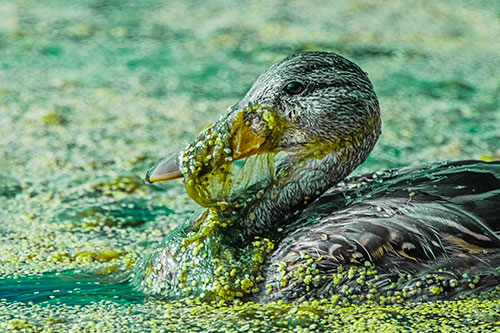 Mallard Duck Entangled In Algae (Green Tint)