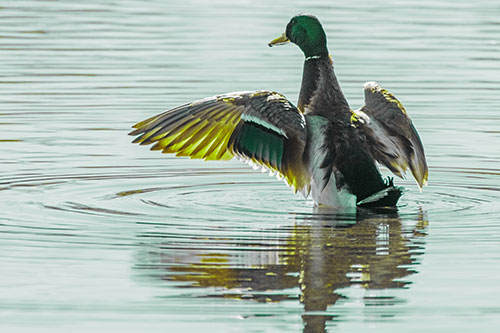 Mallard Duck Flaps Illuminated Wings Among Lake (Green Tint)