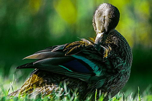 Mallard Duck Grooming Feathered Back (Green Tint Photo)