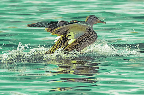 Mallard Duck Makes Splash Landing Atop Lake (Green Tint)