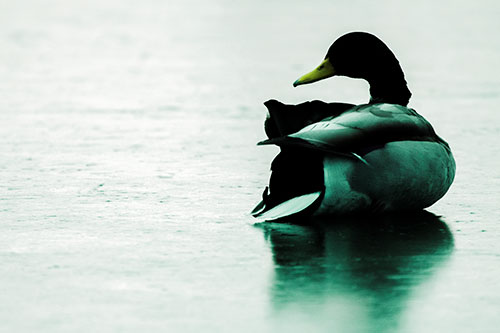 Mallard Duck Resting Atop Ice Frozen Lake (Green Tint Photo)