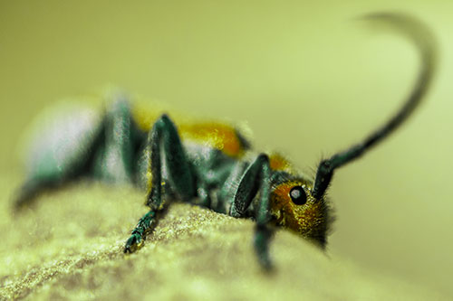 Milkweed Beetle Hiding Behind Leaf Petal (Green Tint)