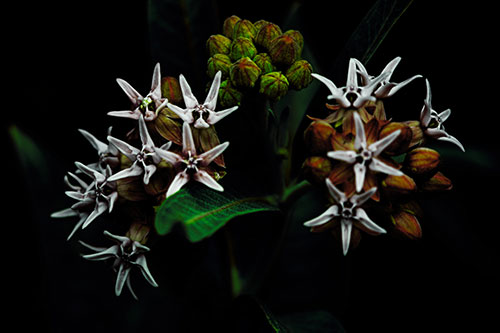 Milkweed Flower Buds Blossoming (Green Tint Photo)