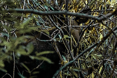 Moose Hidden Behind Tree Branches (Green Tint Photo)