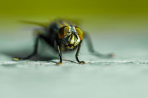 Morbid Open Mouthed Cluster Fly (Green Tint Photo)