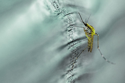 Mosquito Stretches Leg Among Wood (Green Tint)