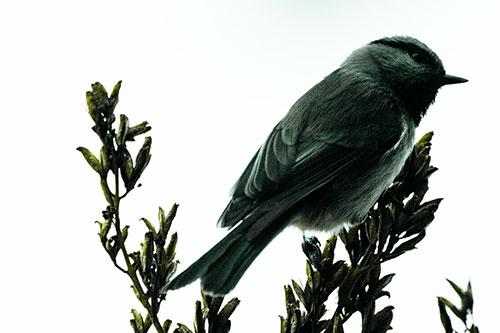 Mountain Chickadee Perched Atop Tree (Green Tint Photo)