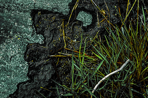 Mud Face Creeping Along Rock Edge (Green Tint Photo)