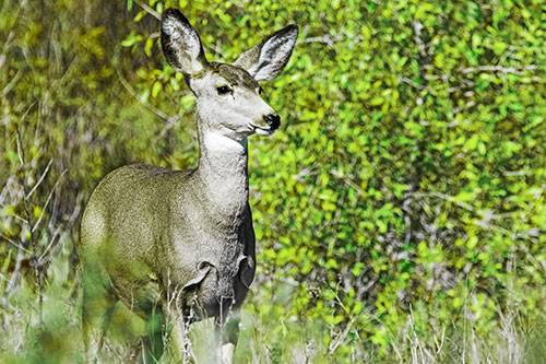 Mule Deer Gazes Across Landscape Horizon (Green Tint)
