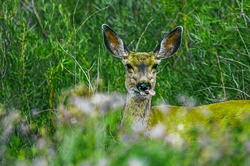 Mule Deer Sticking Tongue Out Sideways (Green Tint)