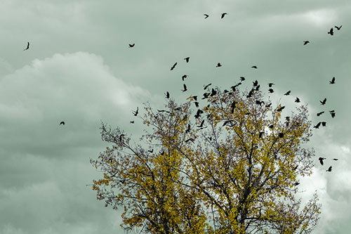 Murder Of Crows Swarm Autumn Tree (Green Tint)