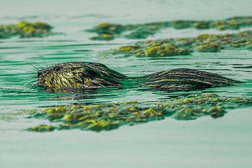 Muskrat Swimming Among Floating Algae (Green Tint)