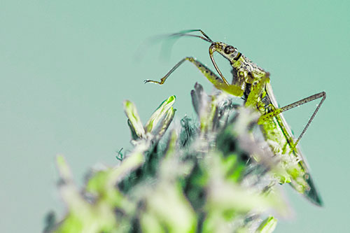 Nabis Lineatus Crawling Atop Plantago (Green Tint)