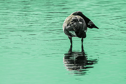 Neck Contorting Canadian Goose Grooming Among Shallow Water (Green Tint)