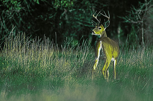 Neck Twisting White Tailed Deer Glancing Back Among Grass (Green Tint)
