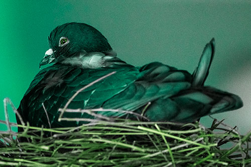 Nesting Pigeon Keeping Watch (Green Tint Photo)