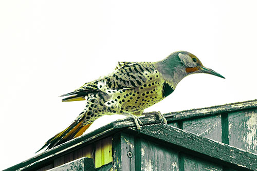 Northern Flicker Woodpecker Crouching Atop Birdhouse (Green Tint Photo)