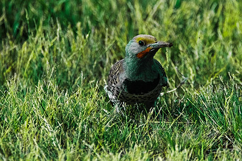 Northern Flicker Woodpecker Digging Up Dirt (Green Tint)