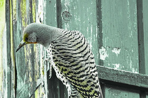 Northern Flicker Woodpecker Peeking Around Birdhouse (Green Tint Photo)