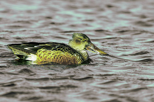 Northern Shoveler Duck Enjoying Lake Swim (Green Tint Photo)