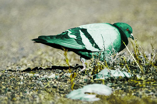 Observant Pigeon Scouring Among Dead Plants (Green Tint)