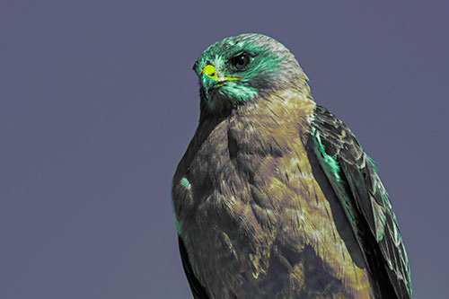 Observant Rough Legged Hawk Watching Intensely (Green Tint)