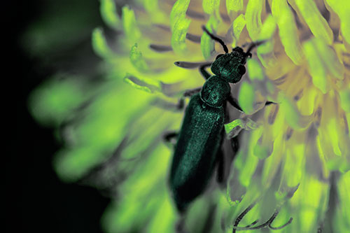 Oedemera Beetle Feasting Among Dandelion (Green Tint)