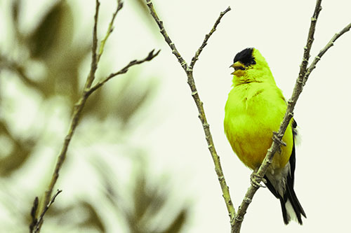Open Mouthed American Goldfinch Standing On Tree Branch (Green Tint Photo)