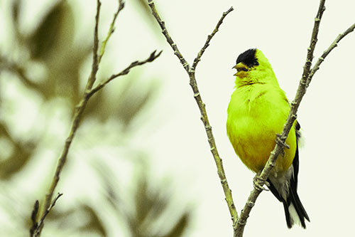 Open Mouthed American Goldfinch Standing On Tree Branch (Green Tint)