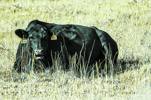 Open Mouthed Cow Resting On Grass (Green Tint Photo)