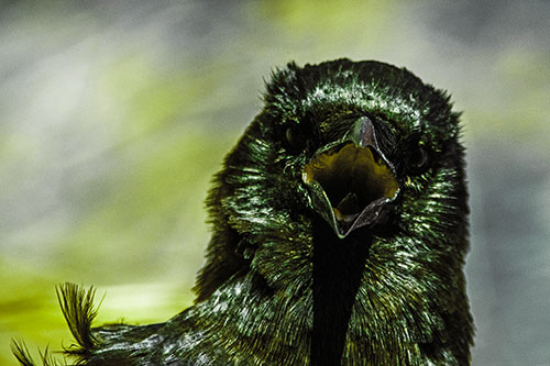 Open Mouthed Crow Screaming Among Wind (Green Tint Photo)