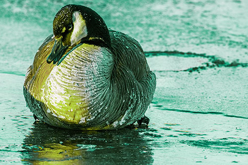 Open Mouthed Goose Laying Atop Ice Frozen River (Green Tint)