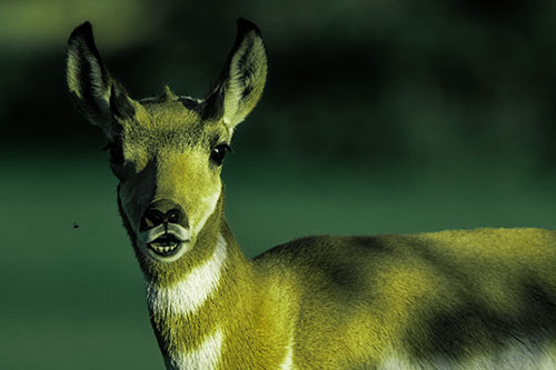 Open Mouthed Pronghorn Gazes In Shock (Green Tint Photo)